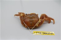 藏品(白紋方蟹)的圖片